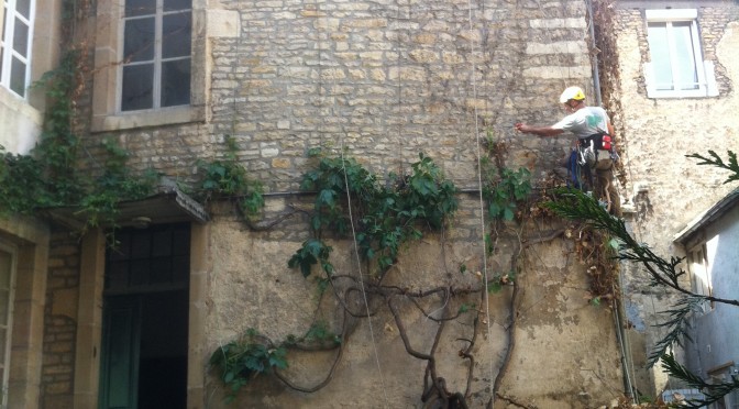 Taille d’une vigne vierge et nettoyage du lierre